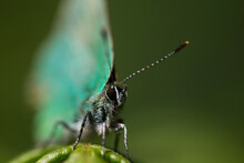 A Close Up Of A Green Butterfly On A Fern