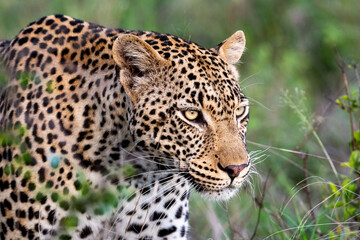 Poster - Portrait of leopard in Sabi Sand