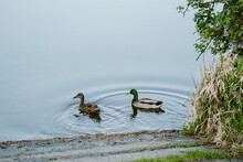 Two Ducks Swim In A Smooth Glassy Lake Early In The Morning