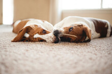 Two Basset Hound Dogs Lay Together Touching Noses On The Carpet