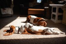 Basset Hound Sunbathes On His Back In The Living Room At Home