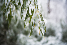 Cold Snow Winter Details On Bamboo Foliage
