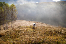 White Dog In Rural Landscape