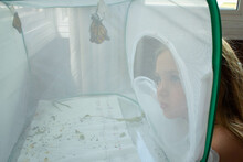 Young Girl Watches As Monarch Butterflies Emerge From Their Chrysalises