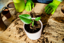 Planting Houseplants Indoors Home Gardening