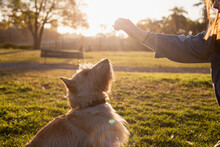 A Dog Plays With Its Owner In The City Park Of Buenos Aires
