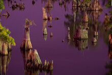Colorful Night Landscapes Of Florida Swamp Trees