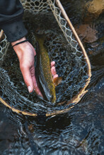 Close-up Of Woman With Fish Catch In Net At River In Forest