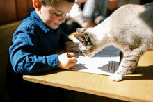 Little Boy And His Cat Doing Homework Together At Table In Sunshine