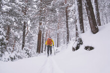 Young Man Wearing A Yellow Touring Jacket And An Orange Backpack, Skiing Through A Snowstorm In The Woodlands Of Sierra De Guadarrama