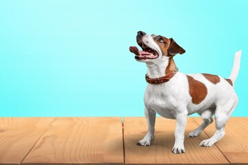 Wall Mural - Happy cute dog posing on the background