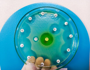 Sticker - Antimicrobial susceptibility testing in culture plate. Drug sensitivity test, disk drug, antibiotic sensitivity. All basic usable antibiotic are sensitive eccept Levofloxacin antibiotic.