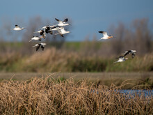 Flock Of American Avocet Birds Flying Low Over The Wetlands