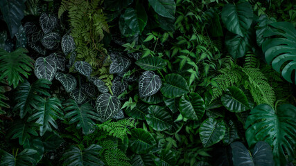 Wall Mural - Creative nature green background, tropical leaf or floral jungle pattern concept.