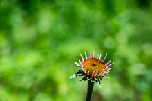 Selective Focus On Stunted Purple Coneflower Against A Green Spring Backdrop 