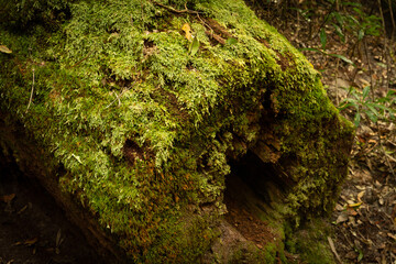 Wall Mural - mossy Forest patterns, Wanggoolba Creek