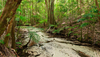 Wall Mural - Wanggoolba Creek, K'Gari/Fraser Island