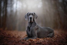 The Great Dane, Also Known As The German Mastiff Or Deutsche Dogge - Portrait Of Dog