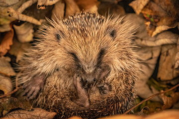 Canvas Print - cute hedgehog