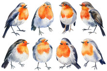 Set Of Birds, Robin On An Isolated White Background, Watercolor Illustration