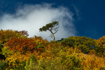 Wall Mural - A lonely pine tree towers over the autumn forest