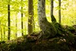 Birkenstamm mit bemoostem Waldboden im Gegenlicht