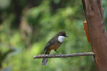 Wall Mural - white-throated laughingthrush, pterorhinus albogularis, sattal uttarakhand, india