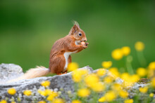 Portrait Of Eurasian Red Squirrel (Sciurus Vulgaris) Feeding Outdoors