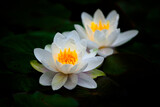 Fototapeta Kwiaty - white water lily
