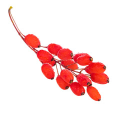 Wall Mural - branch of fresh red barberries isolated on white