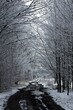 Droga zimą w drzewach