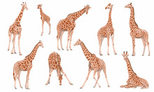 A Set Of Males, Females And Cubs Of Giraffa Camelopardalis Giraffes In Different Poses. Wild Animals Of Africa. Realistic Vector Animal