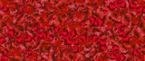 Fototapeta  - płatki czerwonych róż jako tło