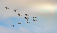 Canadian Geese Flying In Formation In The Late Winter Afternoon