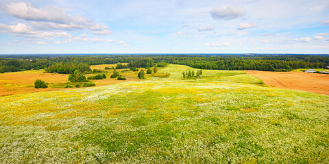 Poster - Wildflowers close-up. Panoramic view of the blooming chamomile field. Floral pattern. Setomaa, Estonia. Environmental conservation, gardening, alternative medicine, ecotourism