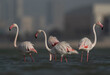 © Dr Ajay Kumar Singh - Greater Flamingos at Eker creek in the morning, Bahrain