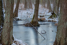 Huge Trees Sunk In A Frozen Pool, Alder Trees Flooded With Water, Forest During Winter