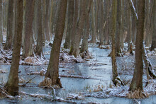 Huge Trees Sunk In A Frozen Pool, Alder Trees Flooded With Water, Forest During Winter