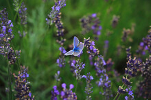 Blue Butterfly Perching On Blooming Lavender