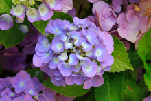 Purple Blooming Hydrangea