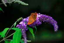Orange Spotted Butterfly Perching On Purple Blooming Flower
