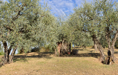 Wall Mural - old olive trees  in a field with a wooden cabin in Tuscany, italy