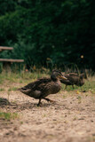 Fototapeta Dmuchawce - duck in the pond