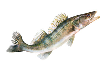 Wall Mural - Pike perch river fish on white background