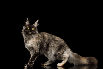 Wall Mural - Playful maine coon cat standing side view on Isolated black background