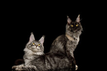 Two Maine Coon Cats Sitting And Looking Up On Isolated Black Background