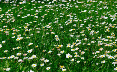 Green meadow with daisies. spring summer field flowers