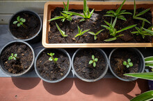 Preparing For Cultivate Green Plants In Brown Wooden Pot And A Little Plants In Plastic Black Pot At The Organic Farm