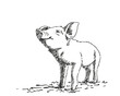 Sketch of pig, Hand drawn vector illustration with hatched shades