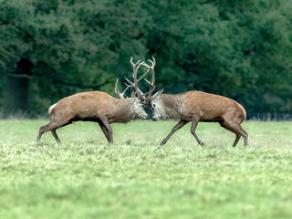 Wall Mural - Red Deer